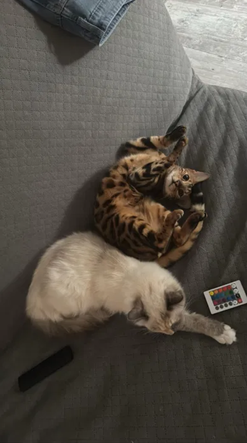 Kocur Bengalski, Kotka Ragdoll