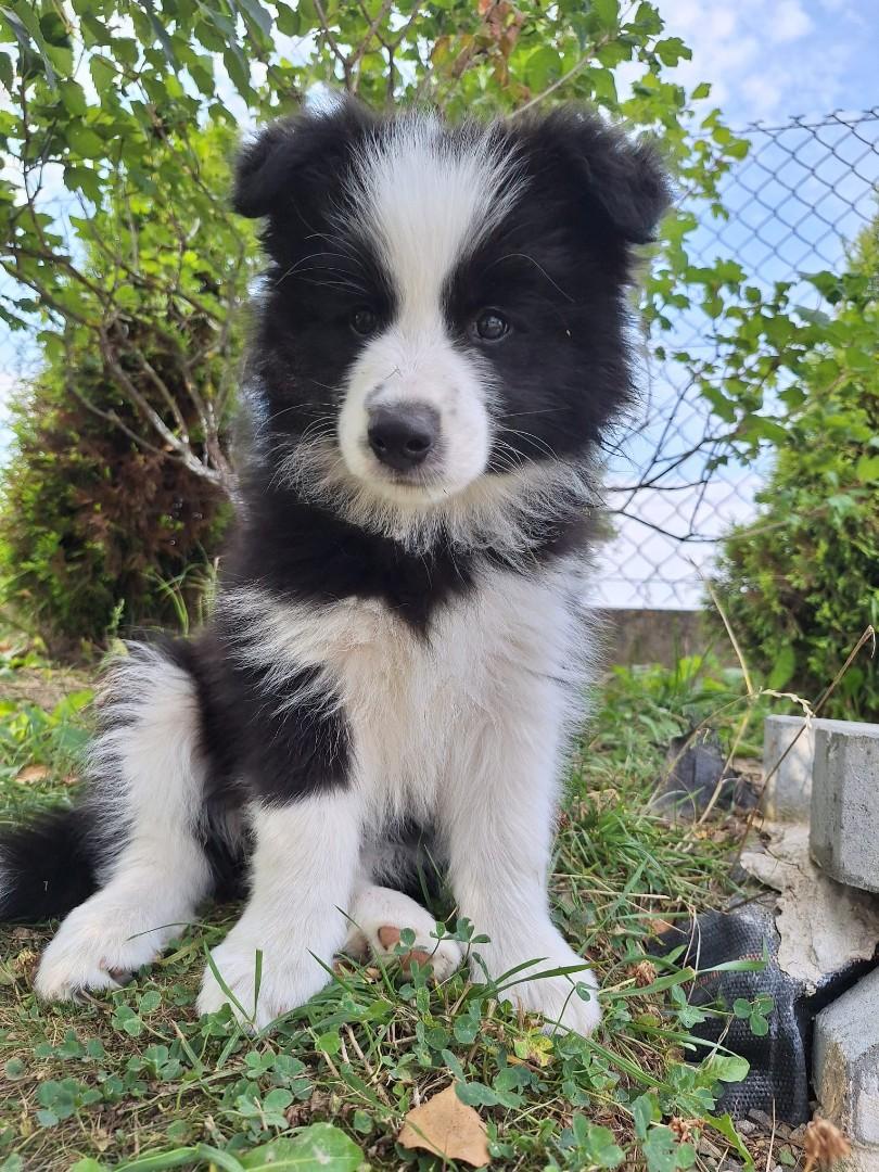 Border collie gotowe do odbioru