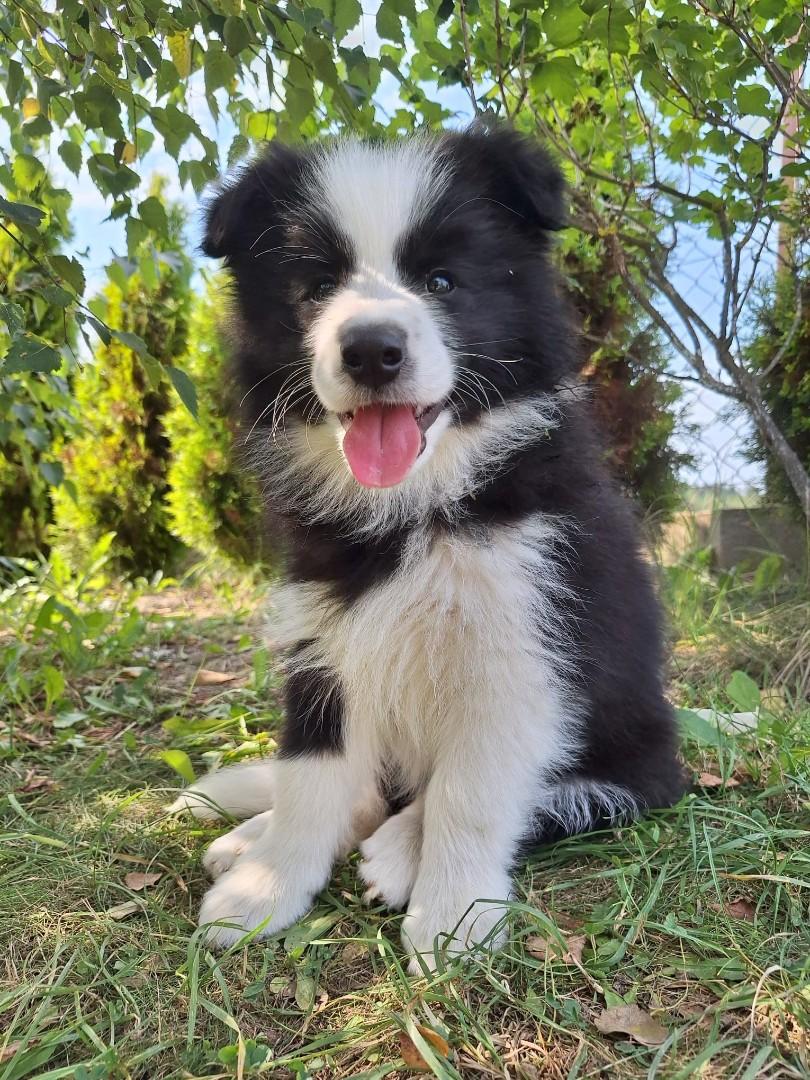 Border collie gotowe do odbioru