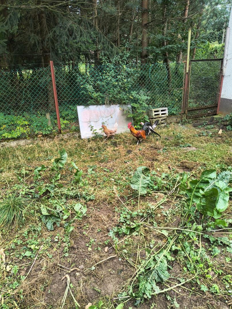 kogut karmazyn oraz onagatori